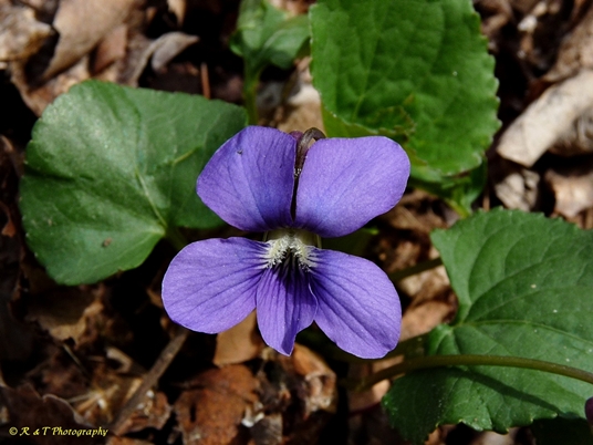 {Viola sororia}